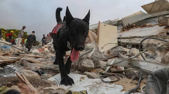 Rescue Dogs Become Heroes in Venezuela Earthquake Response